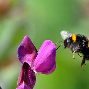 Lupine05.JPG