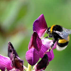 Lupine06.JPG