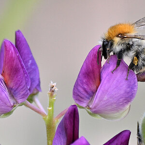 Lupine08.JPG