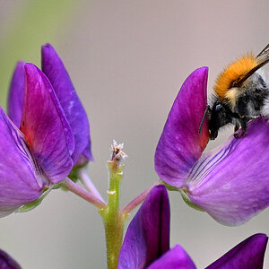 Lupine09.JPG