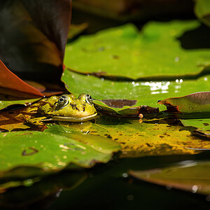 _D716260-DeNoiseAI-clear.jpg