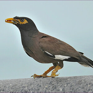 comp_2Bird1.jpg