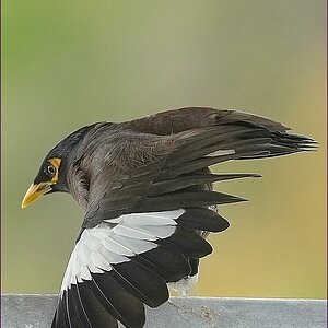 comp_2Bird2.jpg