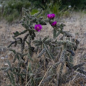 DSC_1775.jpg