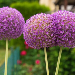 OF2_63530.jpg