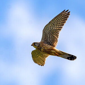 OF2_64052.jpg