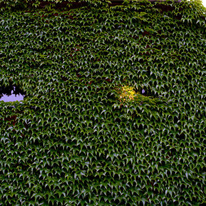 Z50_1166_DxO.jpg