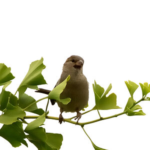 Spatz1_129.JPG