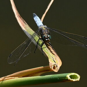 ZSD_6213_1_nff.JPG