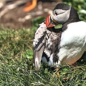 Puffins-3.jpg