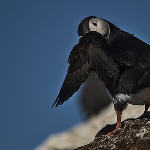 Puffin-4.jpg