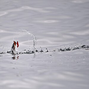 Puffin-14.jpg