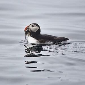 Puffin-15.jpg
