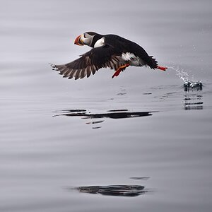 Puffin-18.jpg