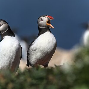 Puffin-20.jpg