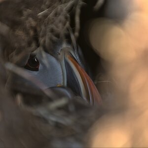 Puffin-21.jpg