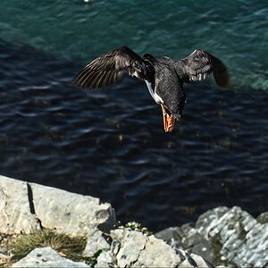 Puffin-25.jpg