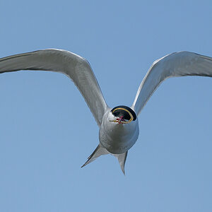 NZ9_9239_Frontalanflug mit Beuete_IA_5_2023.jpg