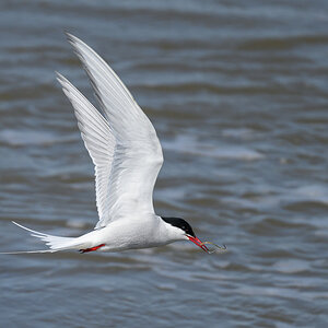 NZ9_9224_Vorbeiflug mit Glasaal_IA_5_2023.jpg