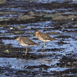 Strandläufer-3.jpg