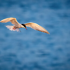 _D5C3056-DeNoiseAI-clear.jpg