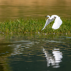 _D5C3830-DeNoiseAI-clear.jpg