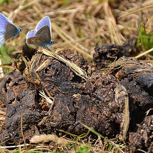 Schmetterling auf Pferdehaufen.jpg
