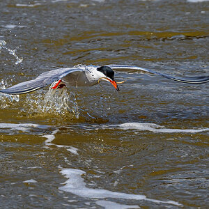 NZ9_8914_Flussseeschwalbe hat Beute am Sperrwerk_IA_5-2023.jpg