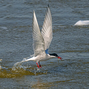 NZ9_8988_K_Seeschwalbe I_Eidersperrwerk_LA_5_2023.jpg
