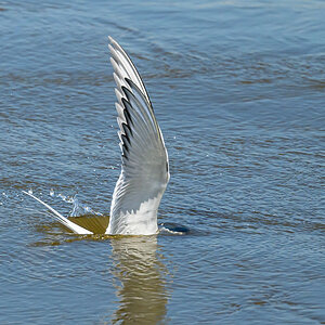 NZ9_9347_K_See schwalbe taucht ins Wasser_IA_5-2023.jpg