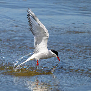NZ9_9352_Küsten_Seeschwalbe hat Beite aus dem Wasser_IA_5_2023.jpg
