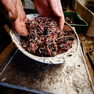 Z62_1097_DxO.jpg