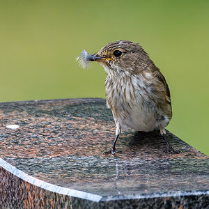 OF5_40329.jpg