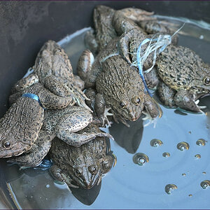 comp_2Frogs1.jpg