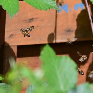 Bienen.jpg