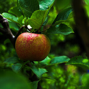 Mein erster eigener Apfel... am Minibaum.jpg