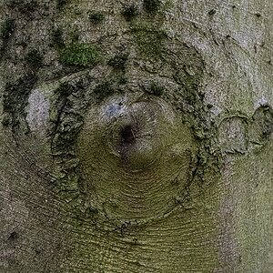 Baumbär