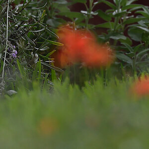 Mohn_D500_DSC1314_20x13x150.jpg
