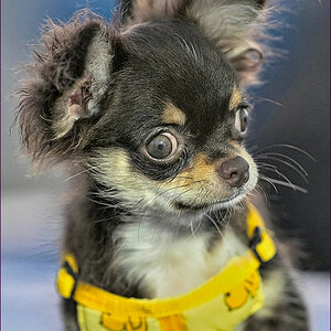 comp_2Doggy-lumi.jpg