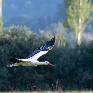 DSC_0251k.jpg