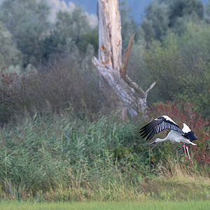 DSC_0332k.jpg