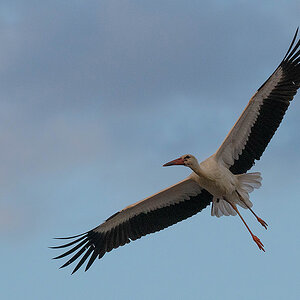 DSC_0937k.jpg