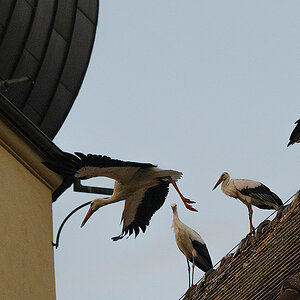 DSC_1100k.jpg