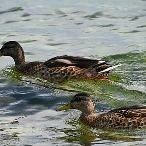 Enten im Sonnenuntergang.jpg