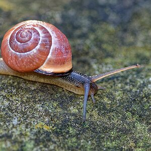 Schnecke II.jpg