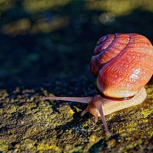 Schnecke III.jpg