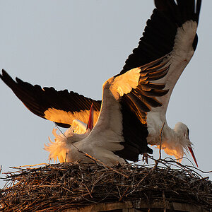 DSC_2376k.jpg