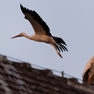 DSC_2585k.jpg
