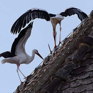DSC_2785k.jpg