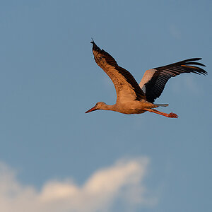 DSC_2949k.jpg